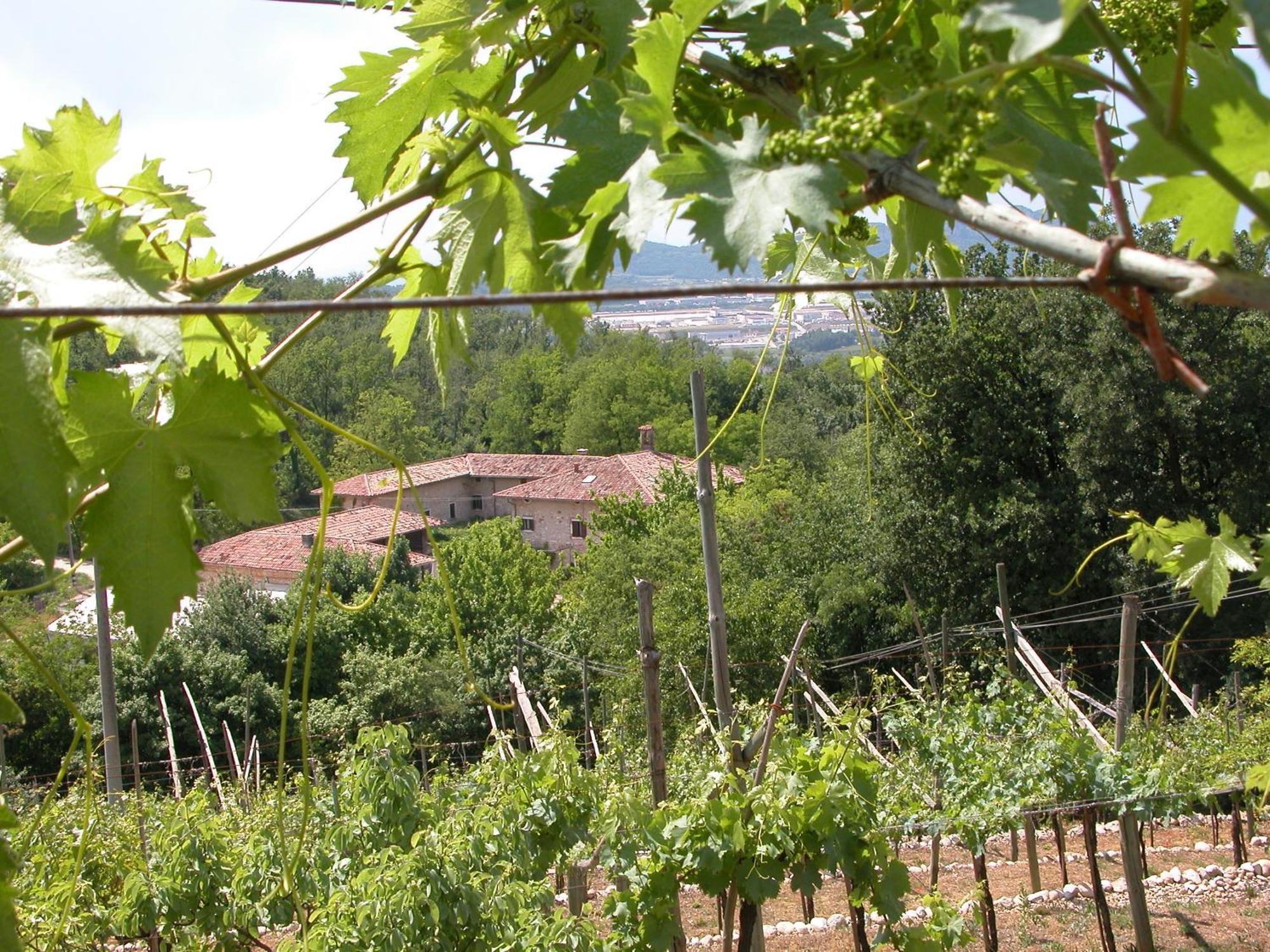 Agriturismo Ca' Verde SantʼAmbrogio di Valpolicella Екстериор снимка